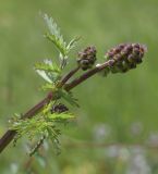 Poterium sanguisorba