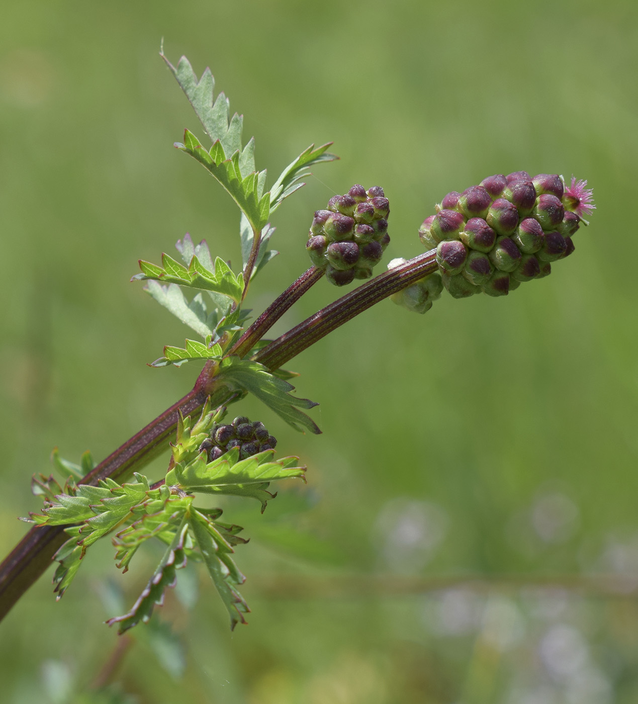 Изображение особи Poterium sanguisorba.