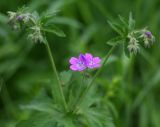 Geranium sylvaticum