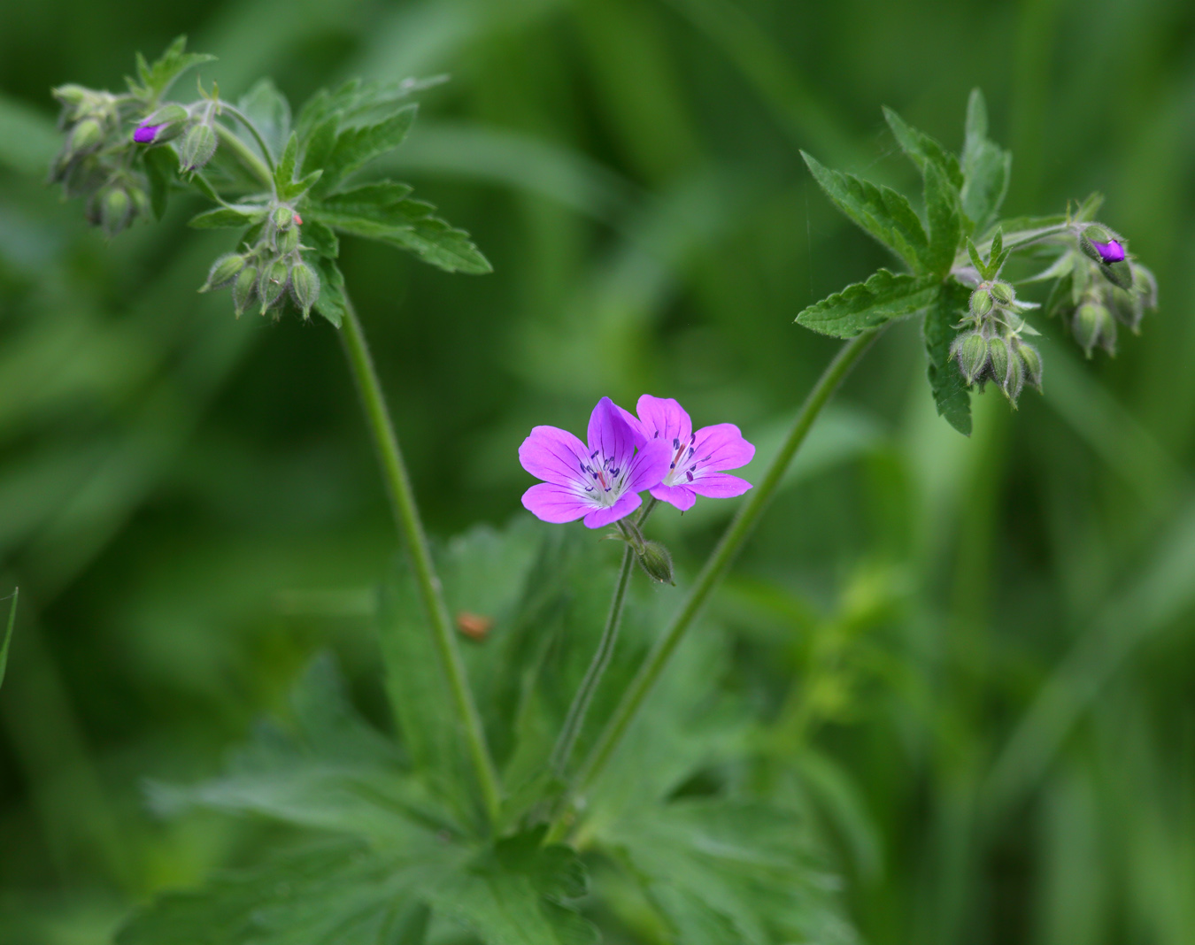 Image of Geranium sylvaticum specimen.