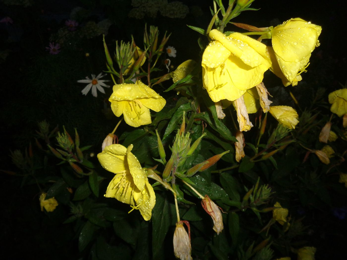 Изображение особи Oenothera glazioviana.