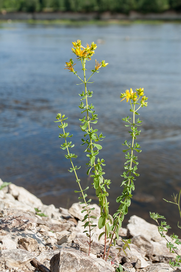 Изображение особи Hypericum perforatum.