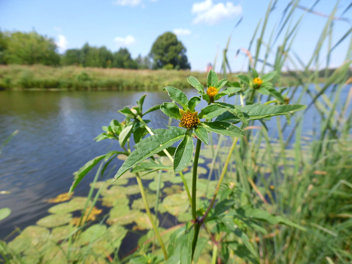 Image of Bidens tripartita specimen.