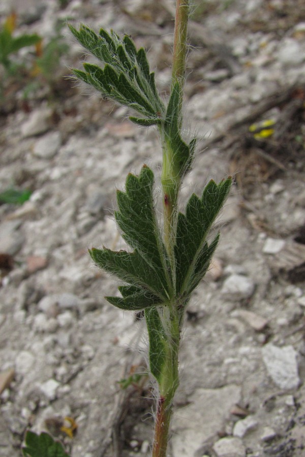 Image of Potentilla recta specimen.