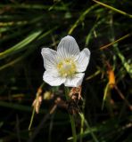 Parnassia palustris