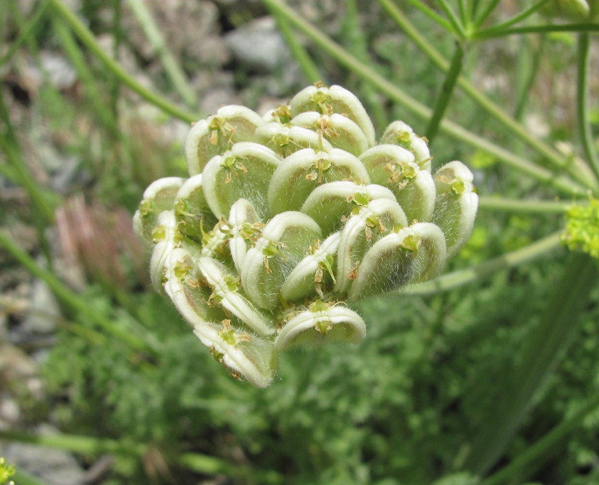 Image of Zosima absinthifolia specimen.