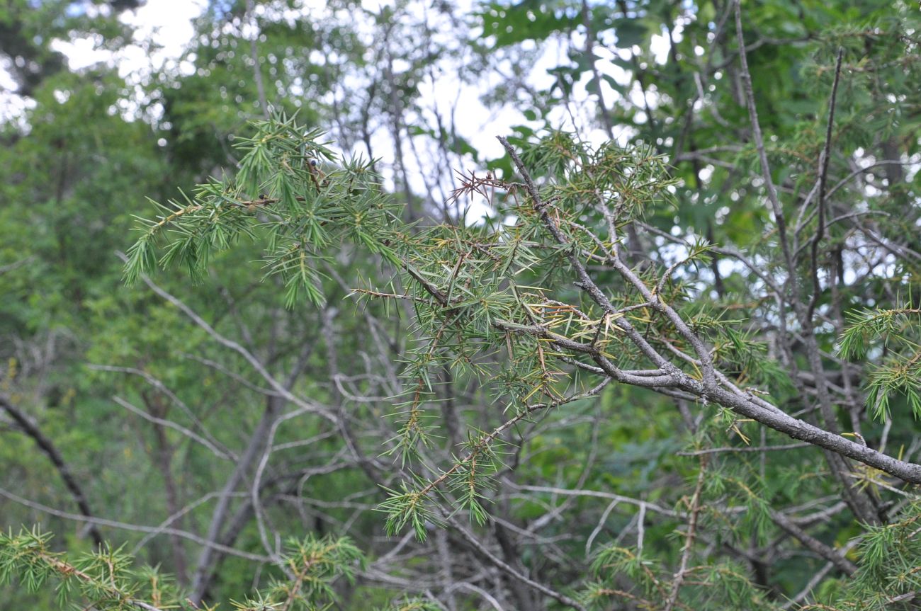 Image of Juniperus oblonga specimen.