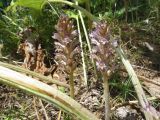 Orobanche hansii. Цветущие растения, паразитирующие на Cousinia umbrosa. Казахстан, Южно-Казахстанская обл., Сырдарья-Туркестанский государственный региональный природный парк, Боралдайский филиал, дол. р. Кошкарата. 29.05.2016.