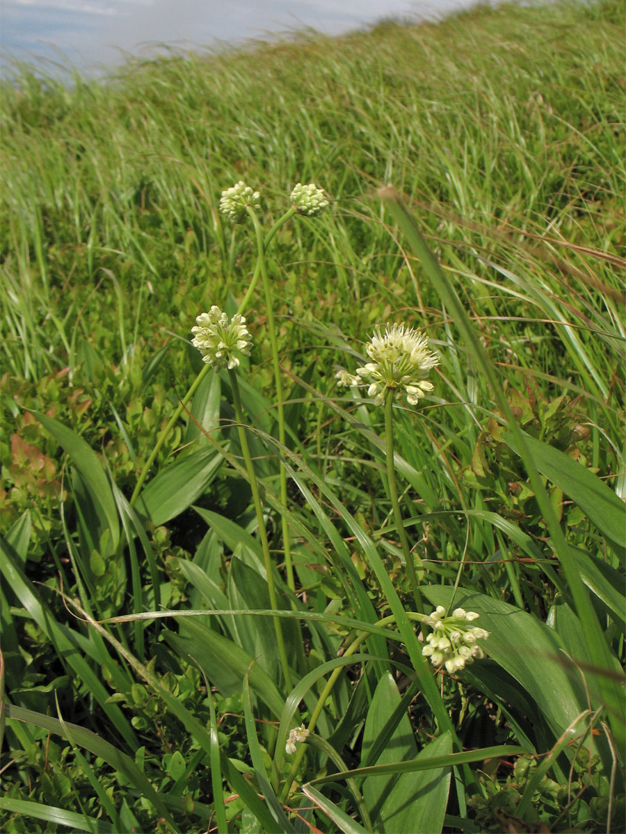 Image of Allium victorialis specimen.