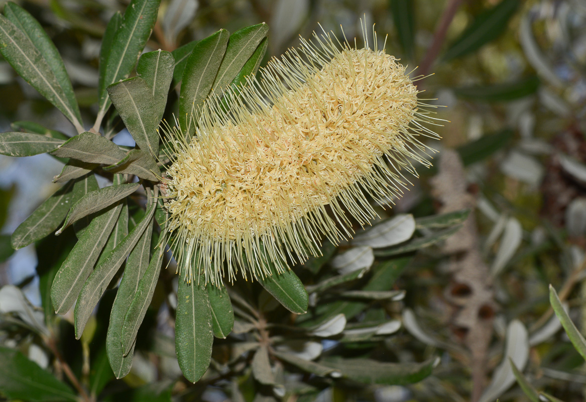 Image of Banksia integrifolia specimen.