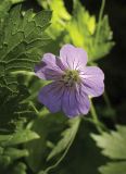 род Geranium