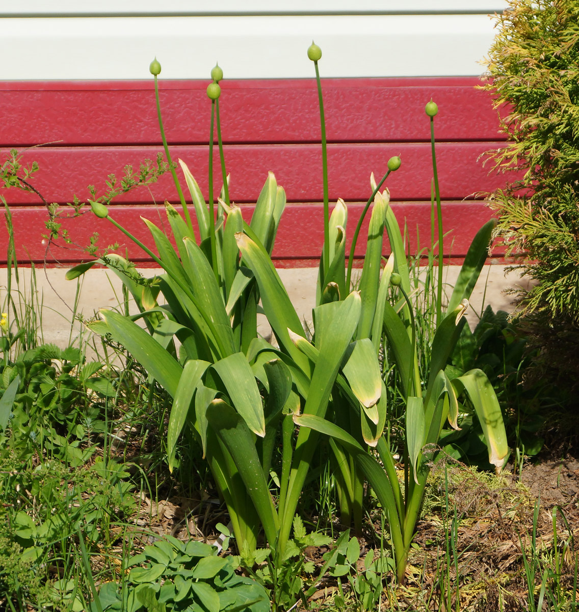 Image of genus Allium specimen.