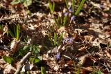 Scilla bifolia