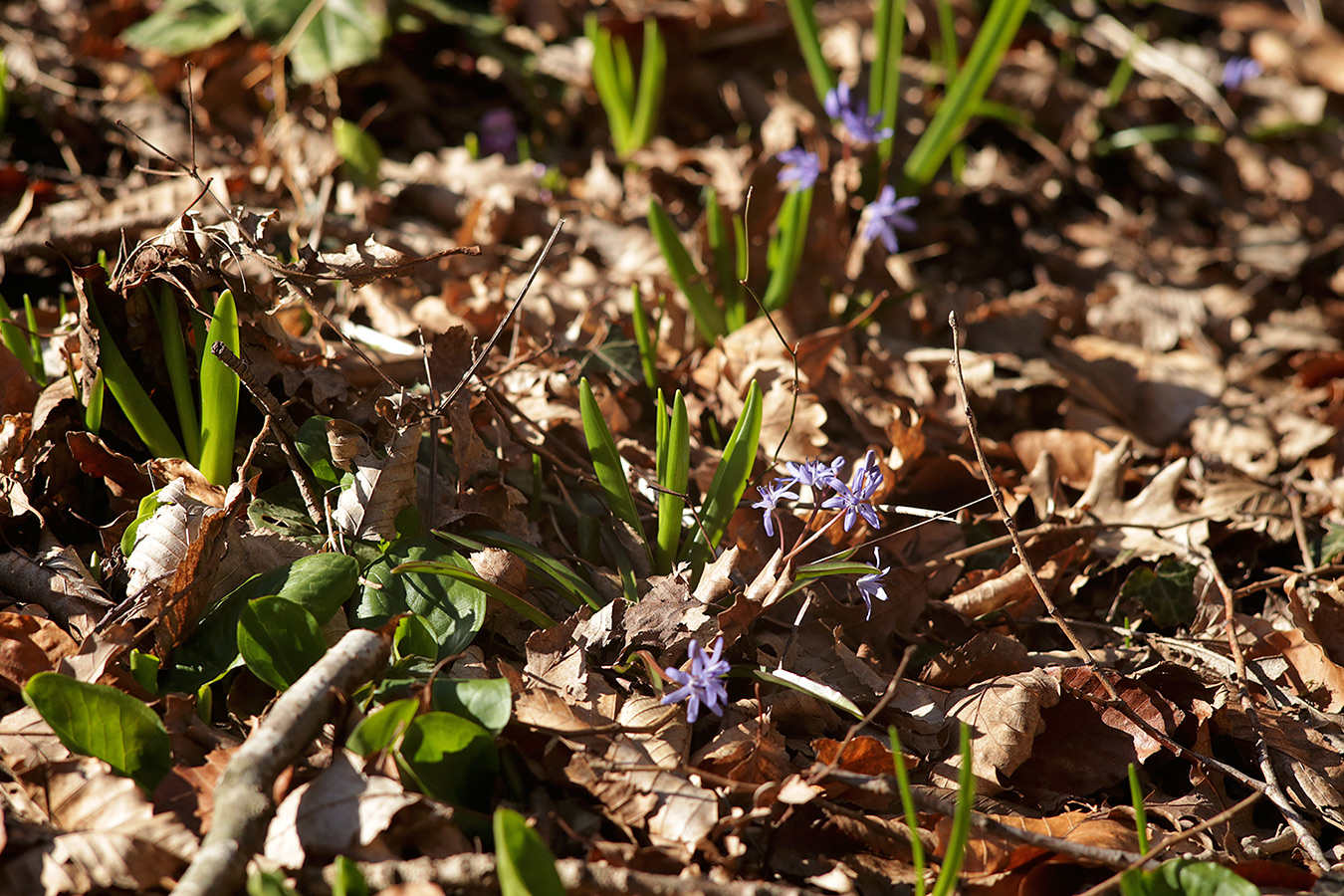 Image of Scilla bifolia specimen.