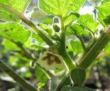 Physalis pubescens