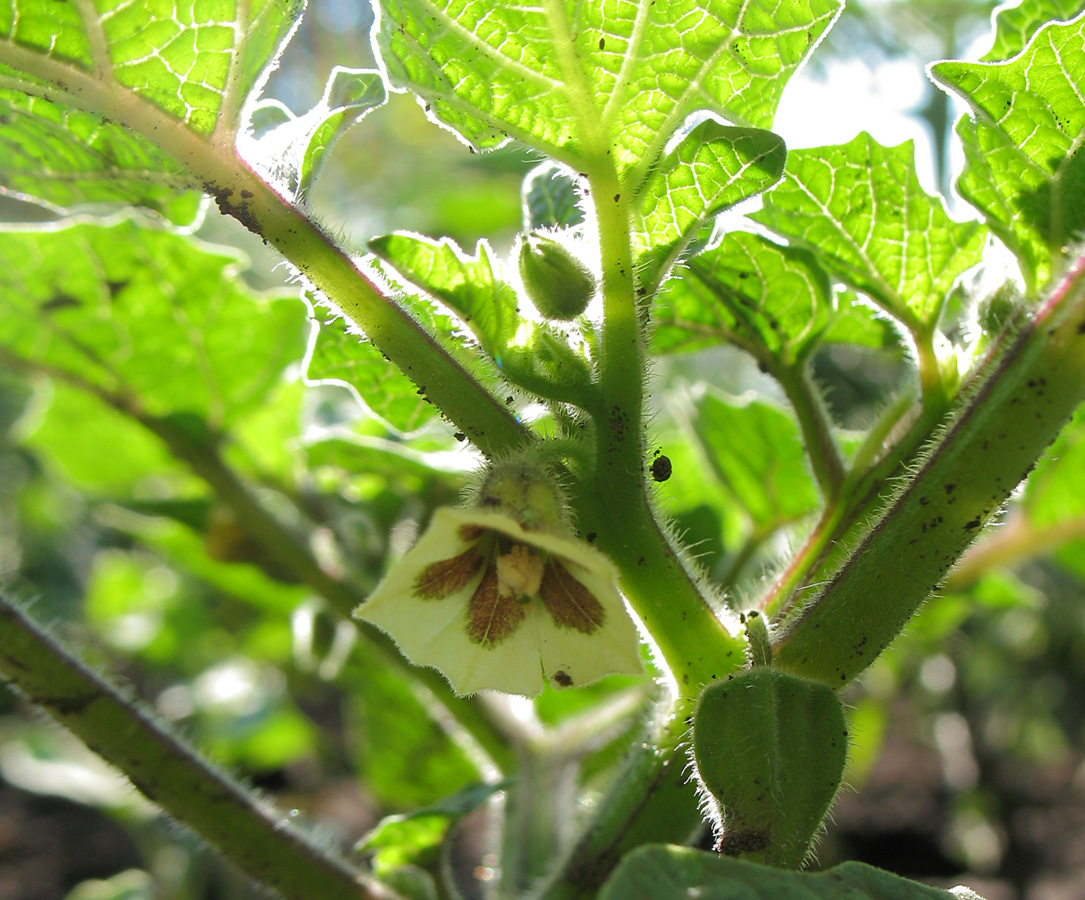 Image of Physalis pubescens specimen.