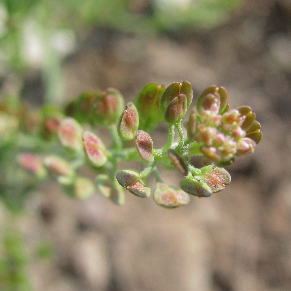 Image of Lepidium apetalum specimen.