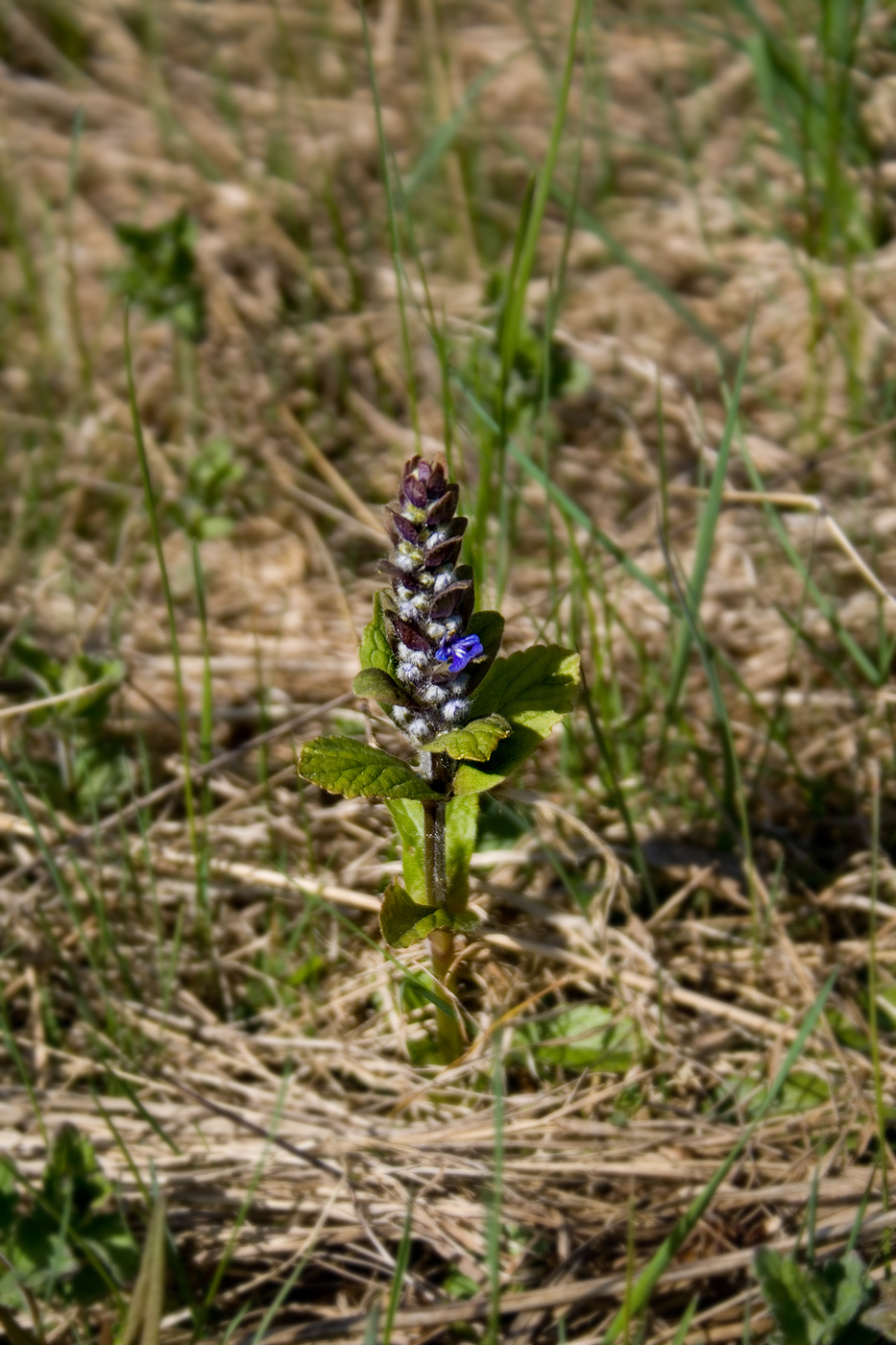 Изображение особи Ajuga reptans.