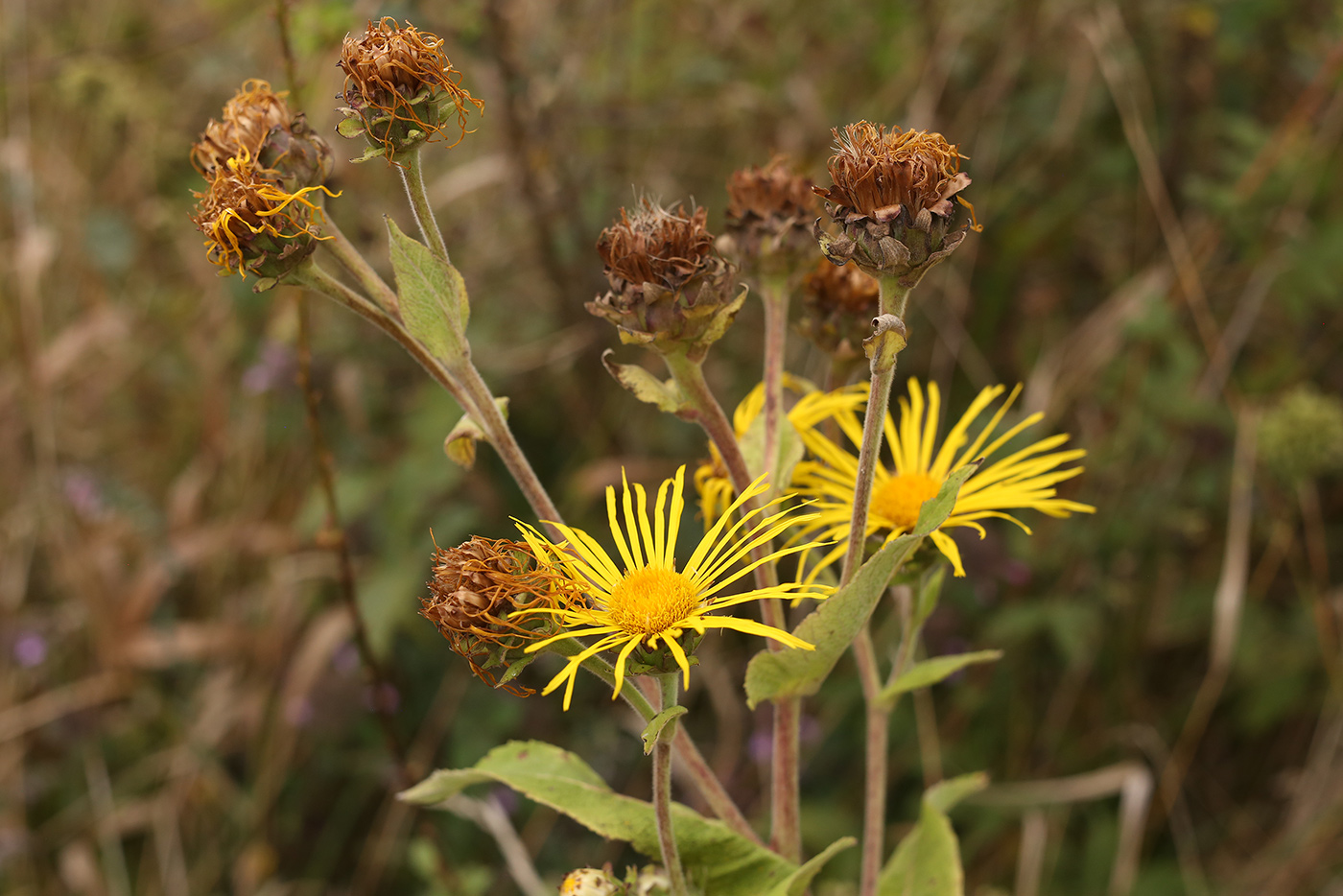 Изображение особи Inula helenium.