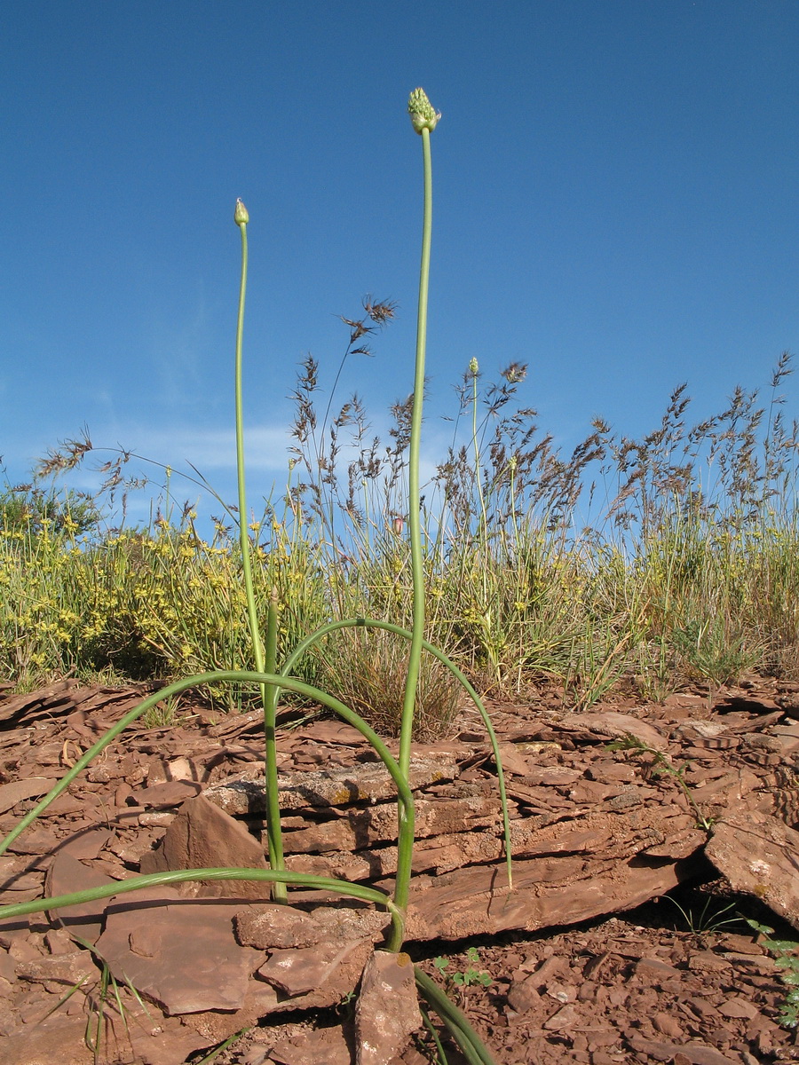 Image of Allium filidens specimen.