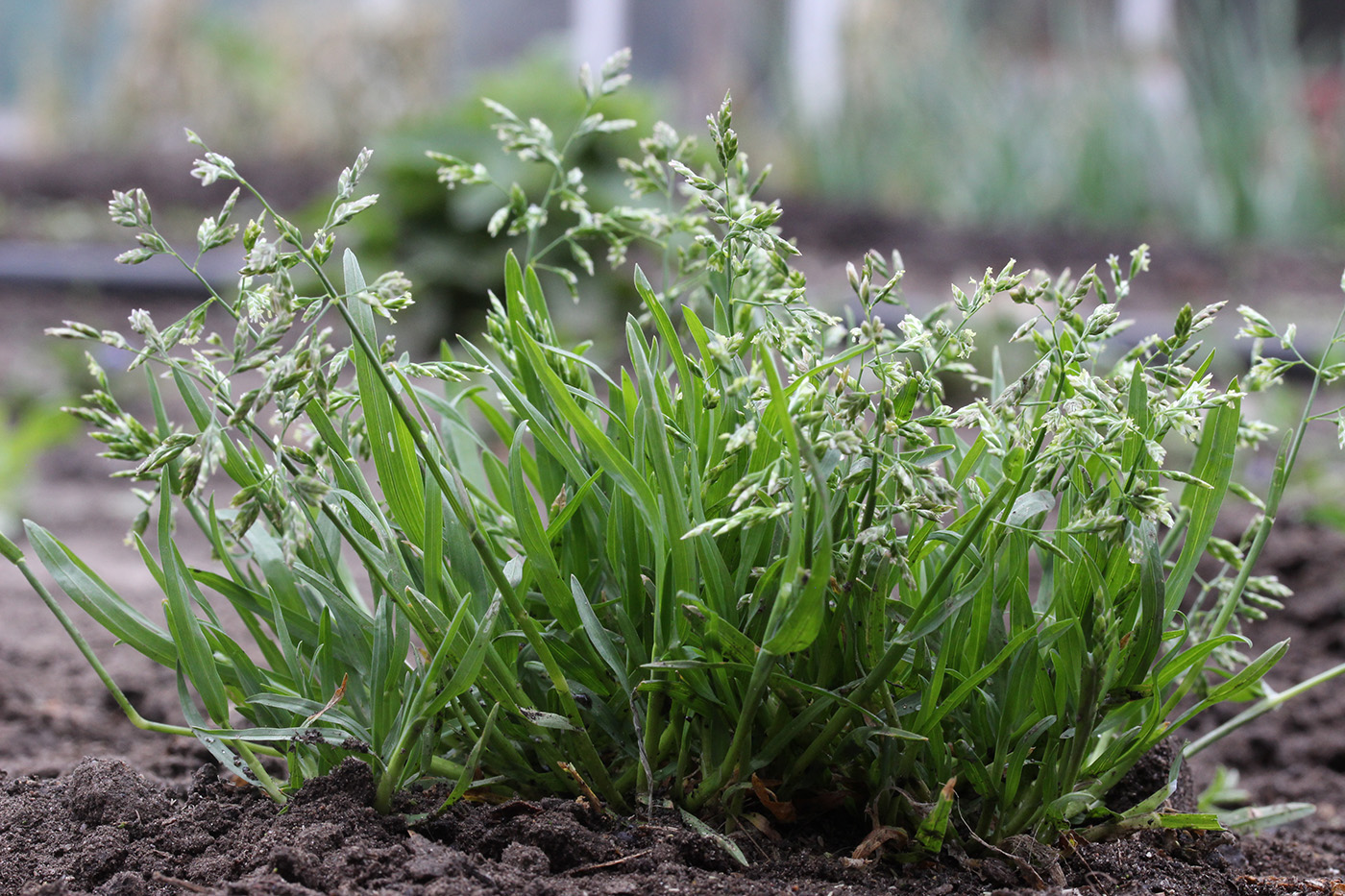 Мятлик однолетний (POA annua l.)