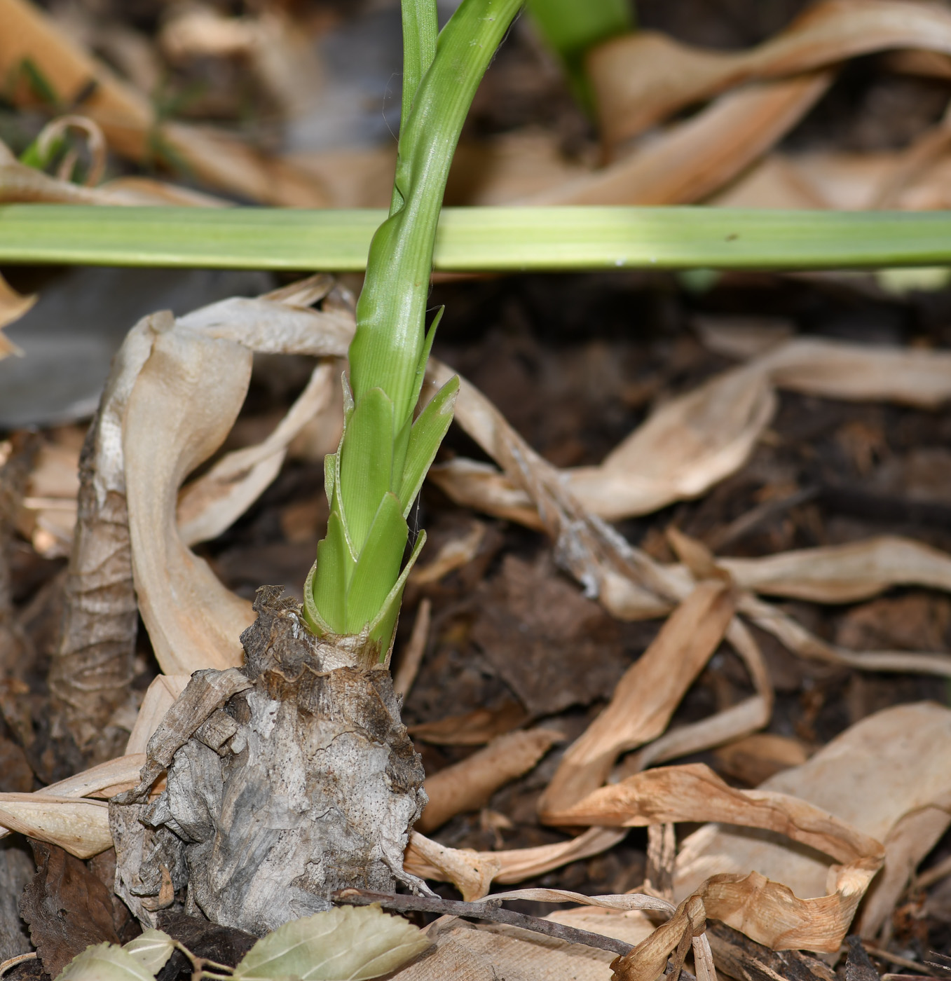 Image of genus Crinum specimen.