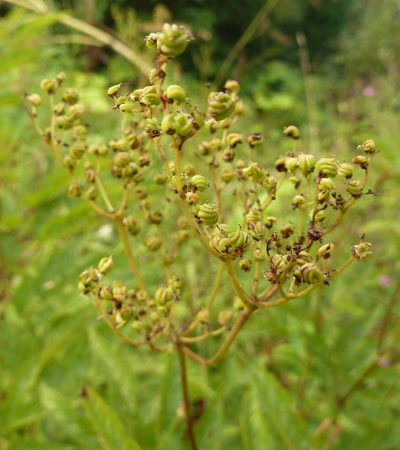 Image of Filipendula ulmaria ssp. denudata specimen.