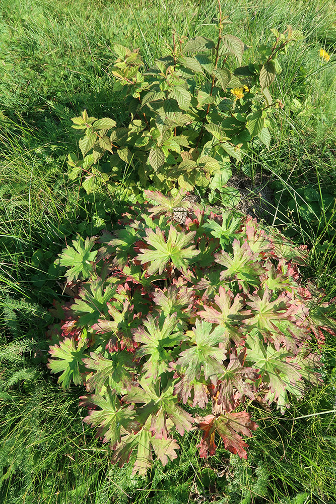 Изображение особи Geranium wlassovianum.