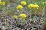 Alyssum lenense