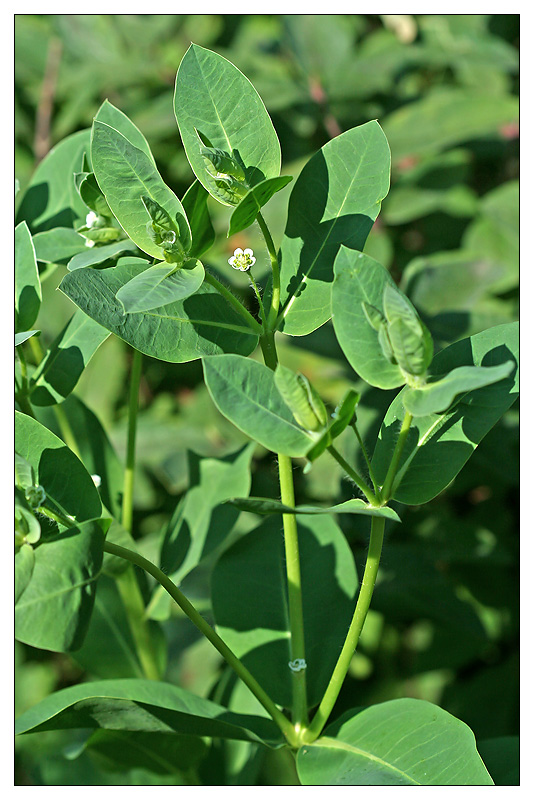 Image of Euphorbia marginata specimen.