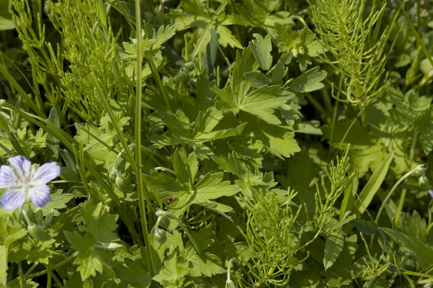 Image of Geranium wlassovianum specimen.