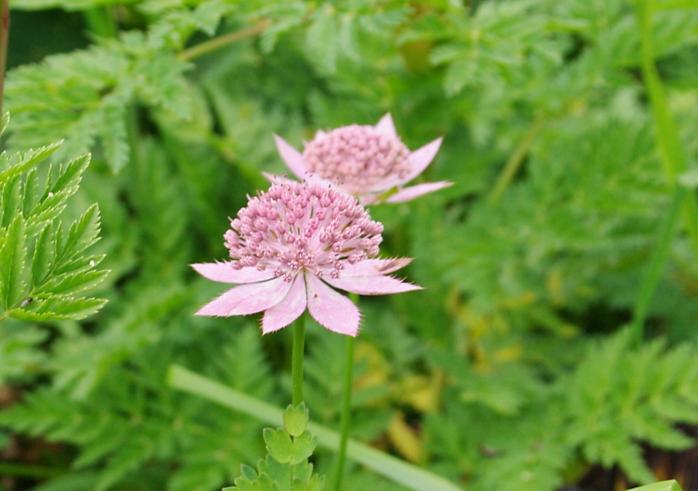 Image of Astrantia maxima specimen.