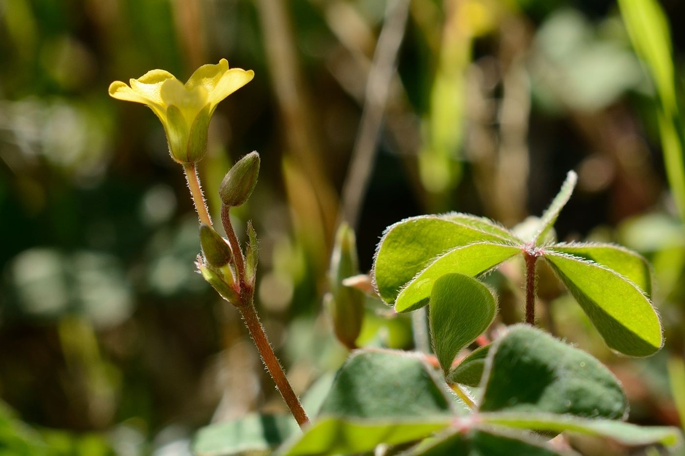 Image of Oxalis corniculata specimen.