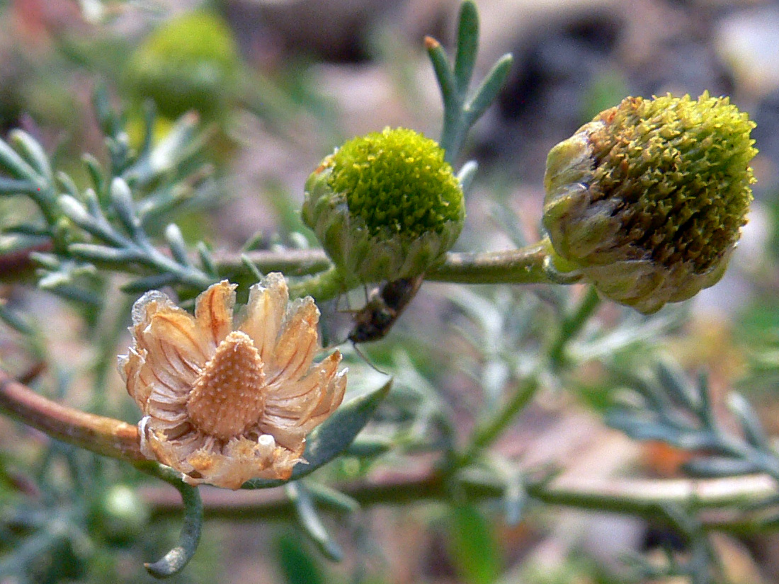 Image of Matricaria discoidea specimen.