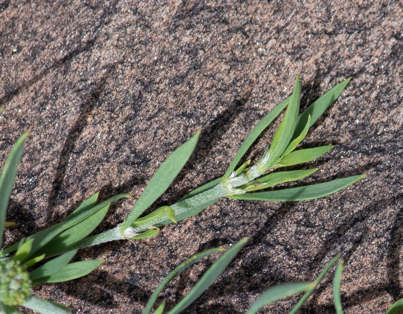 Image of Pollichia campestris specimen.