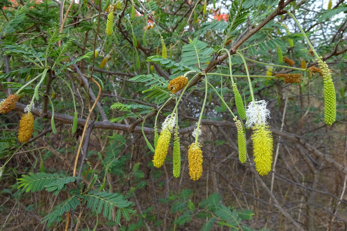 Image of Dichrostachys cinerea specimen.