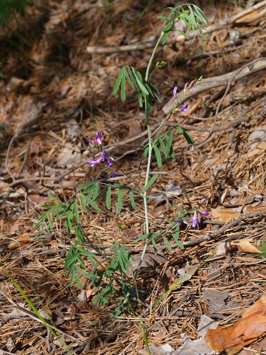 Image of Astragalus arenarius specimen.