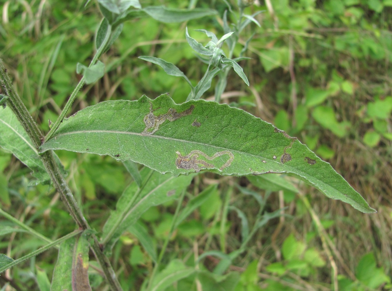 Image of Centaurea jacea ssp. substituta specimen.