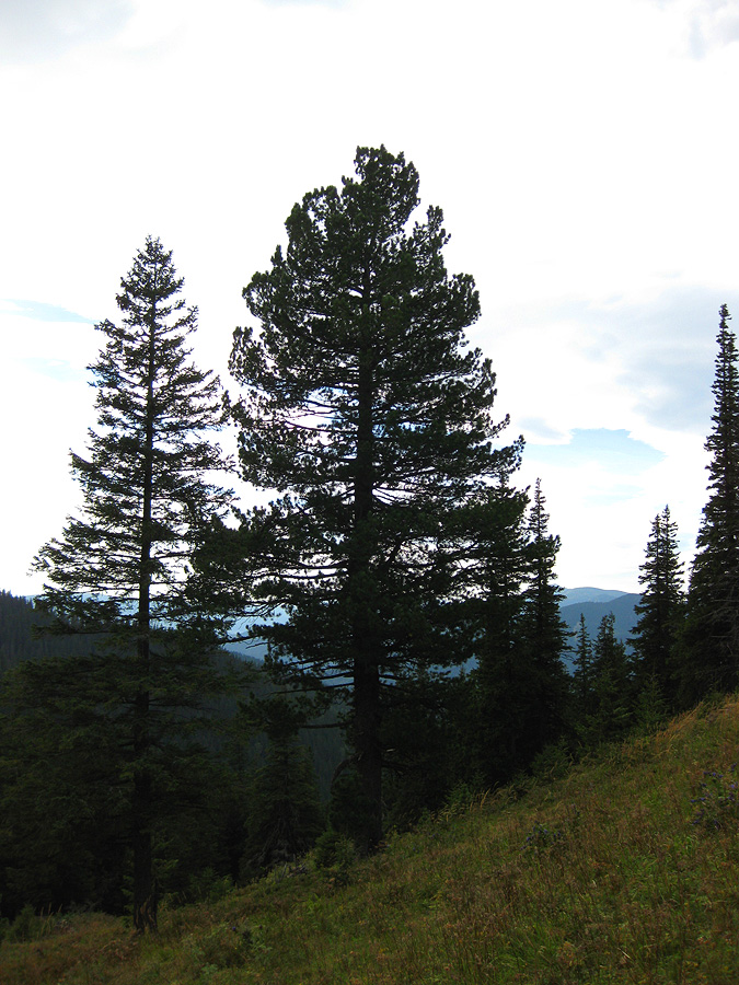 Image of Pinus cembra specimen.