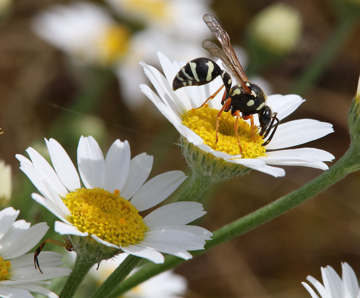 Image of Anthemis ruthenica specimen.