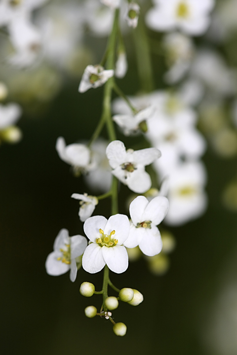 Image of Crambe orientalis specimen.