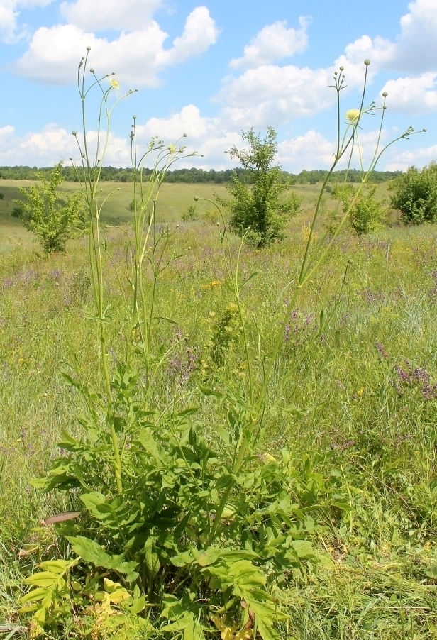 Изображение особи Cephalaria litvinovii.