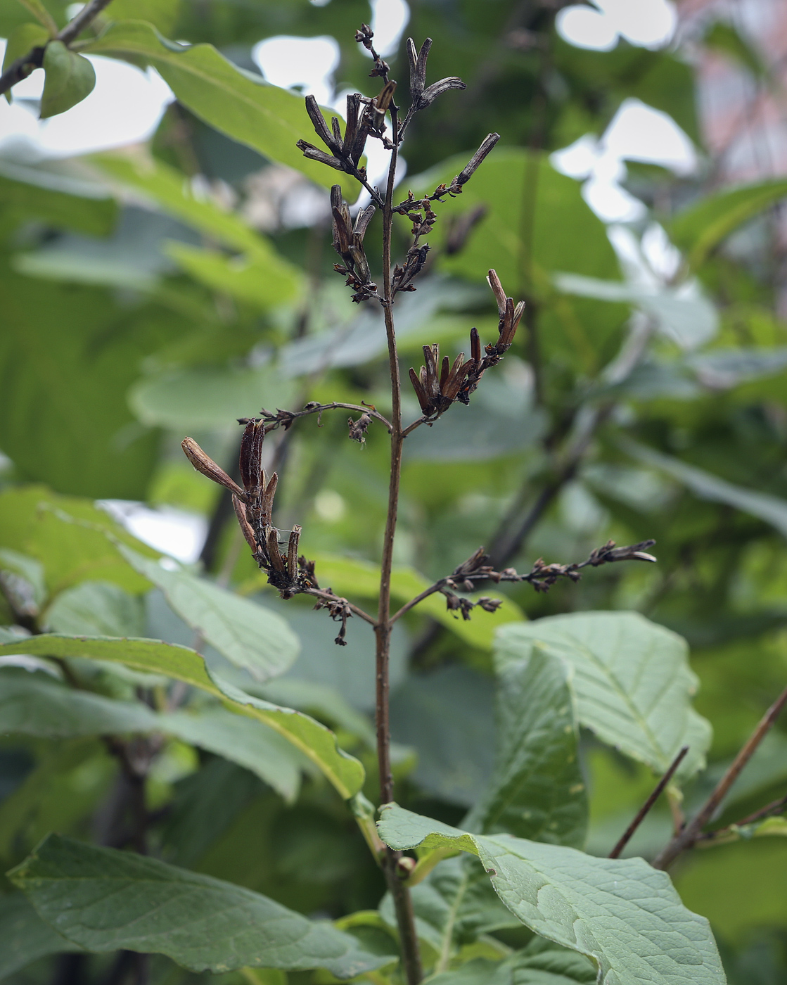 Image of Syringa wolfii specimen.