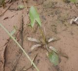 Sagittaria sagittifolia