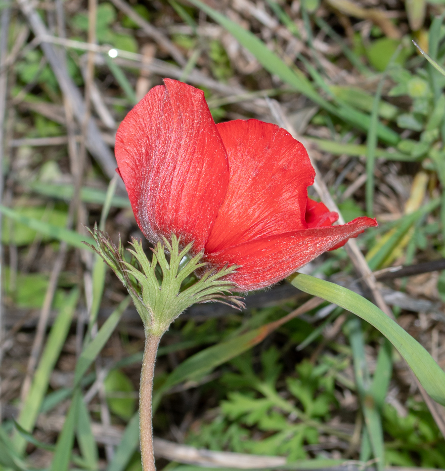 Изображение особи Anemone coronaria.