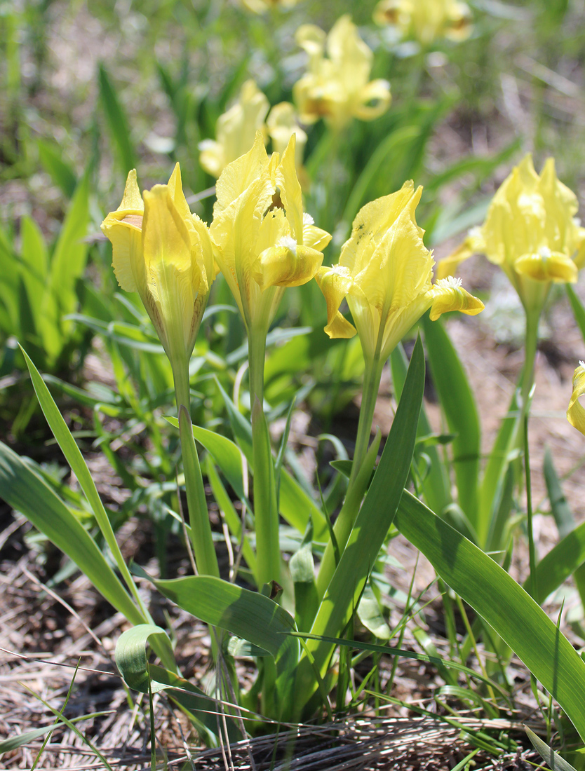 Изображение особи Iris pumila.