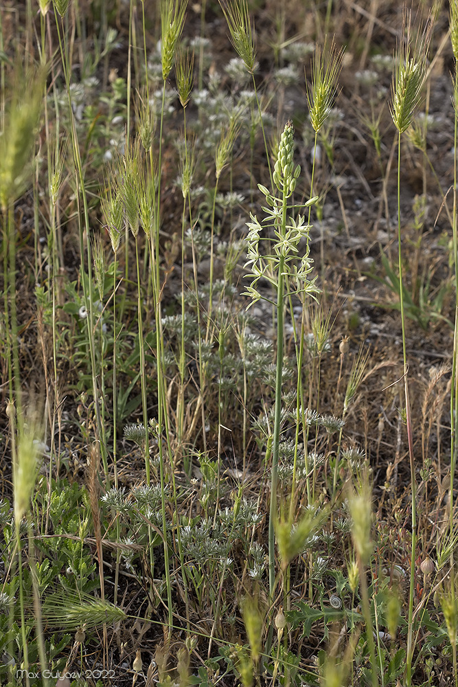 Image of Ornithogalum pyrenaicum specimen.