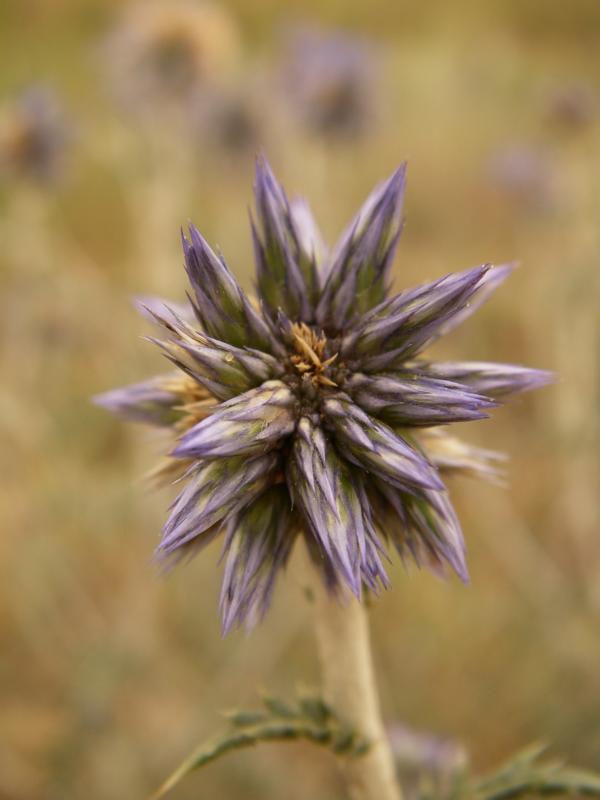 Image of Echinops ruthenicus specimen.