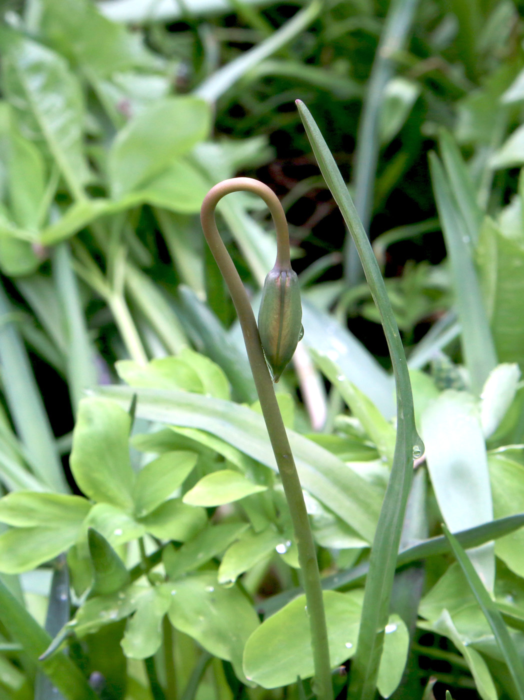 Изображение особи Tulipa biebersteiniana.