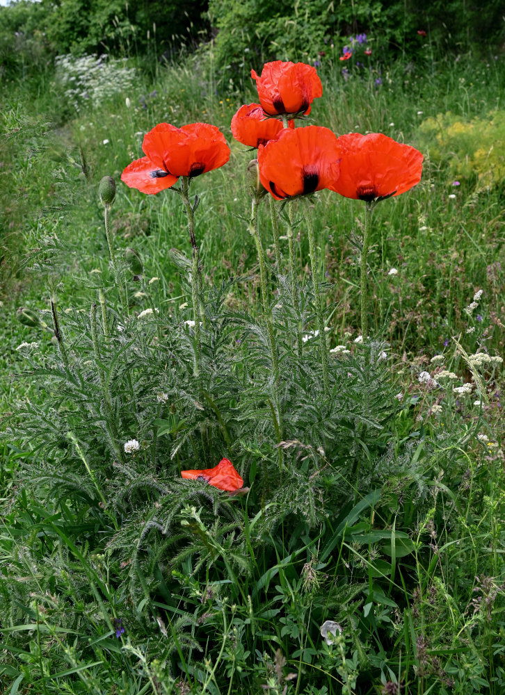 Изображение особи род Papaver.